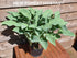 Hosta 'Krossa Regal' - New Forest Hostas & Hemerocallis