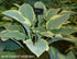 Hosta 'Regal Splendor' - New Forest Hostas & Hemerocallis
