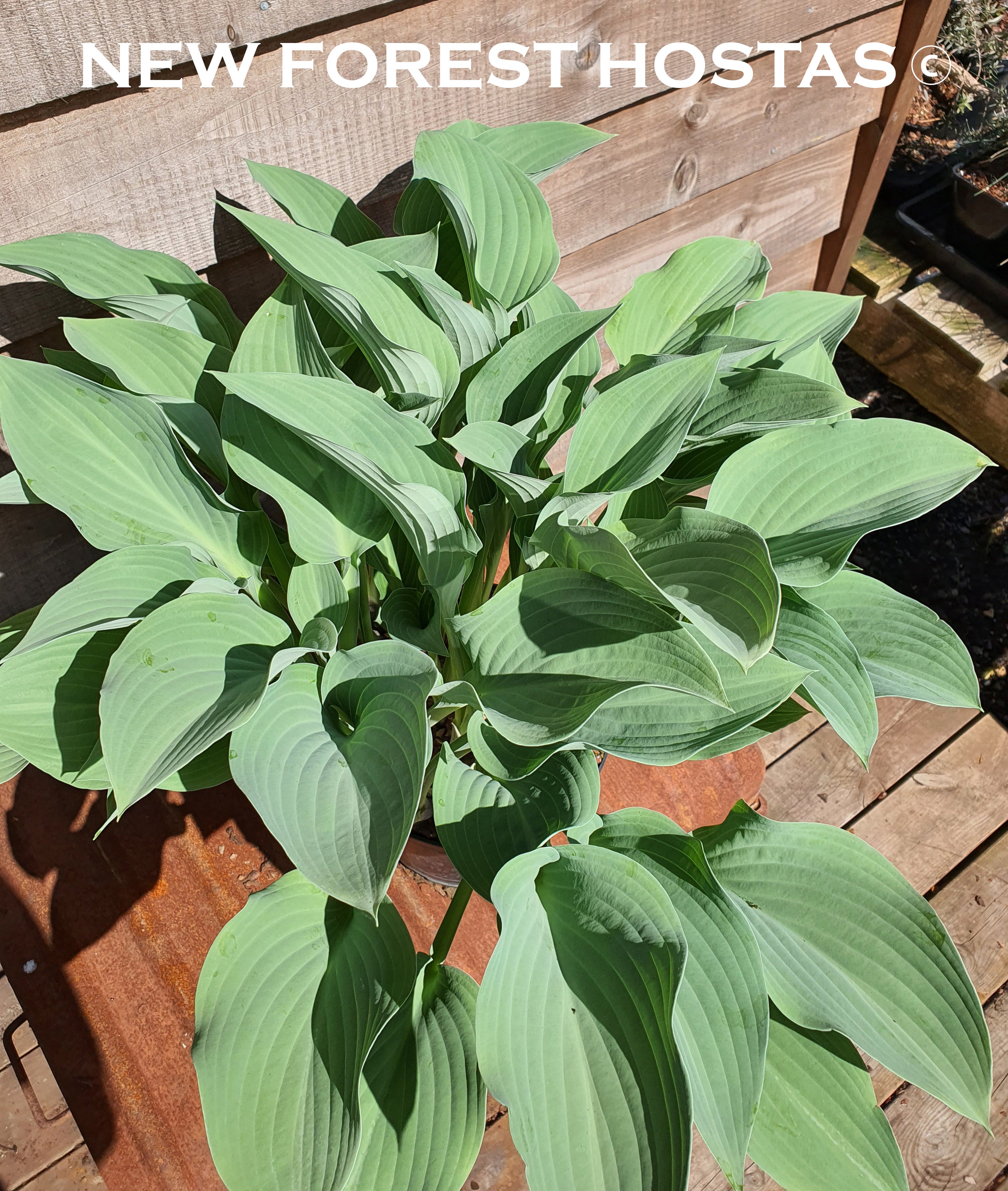 Hosta 'Krossa Regal' - New Forest Hostas & Hemerocallis