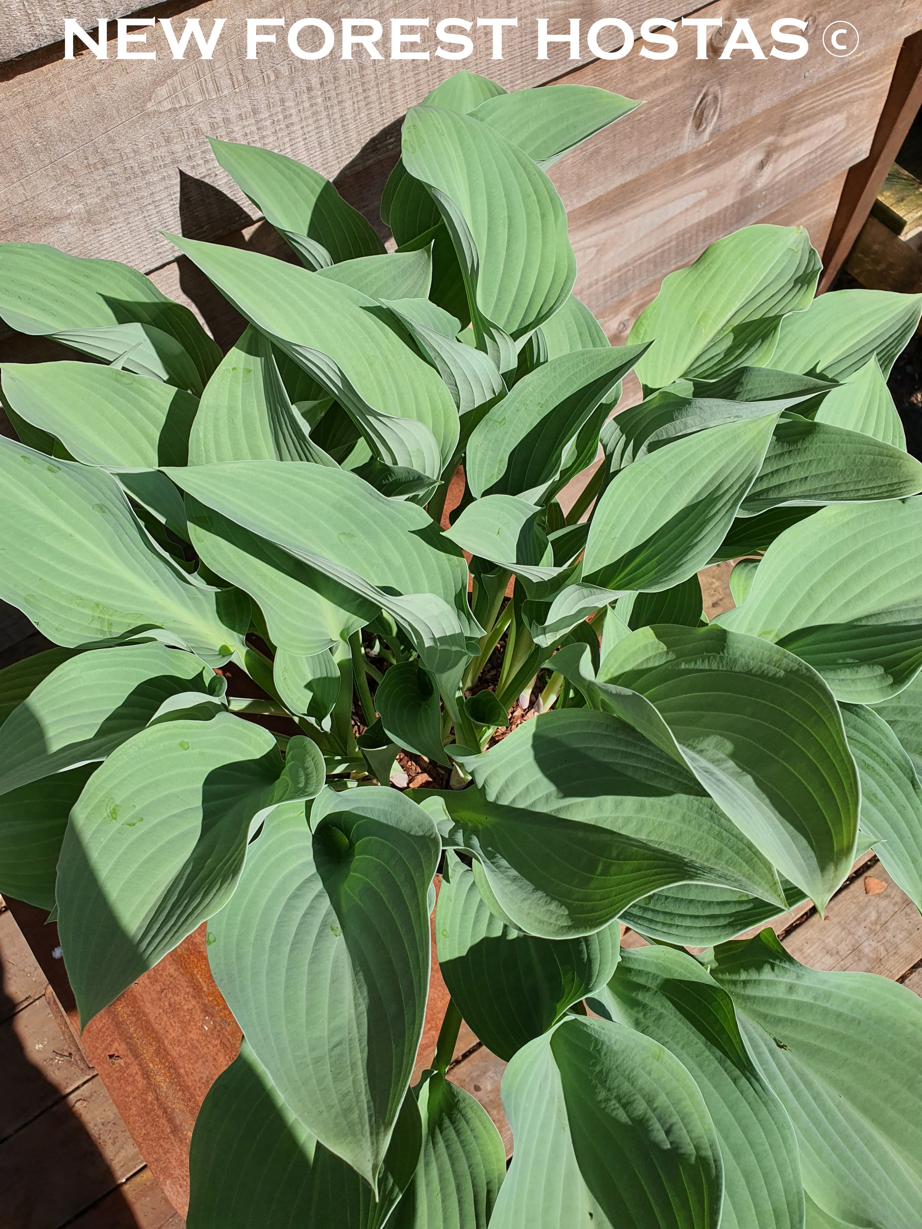 Hosta 'Krossa Regal' - New Forest Hostas & Hemerocallis