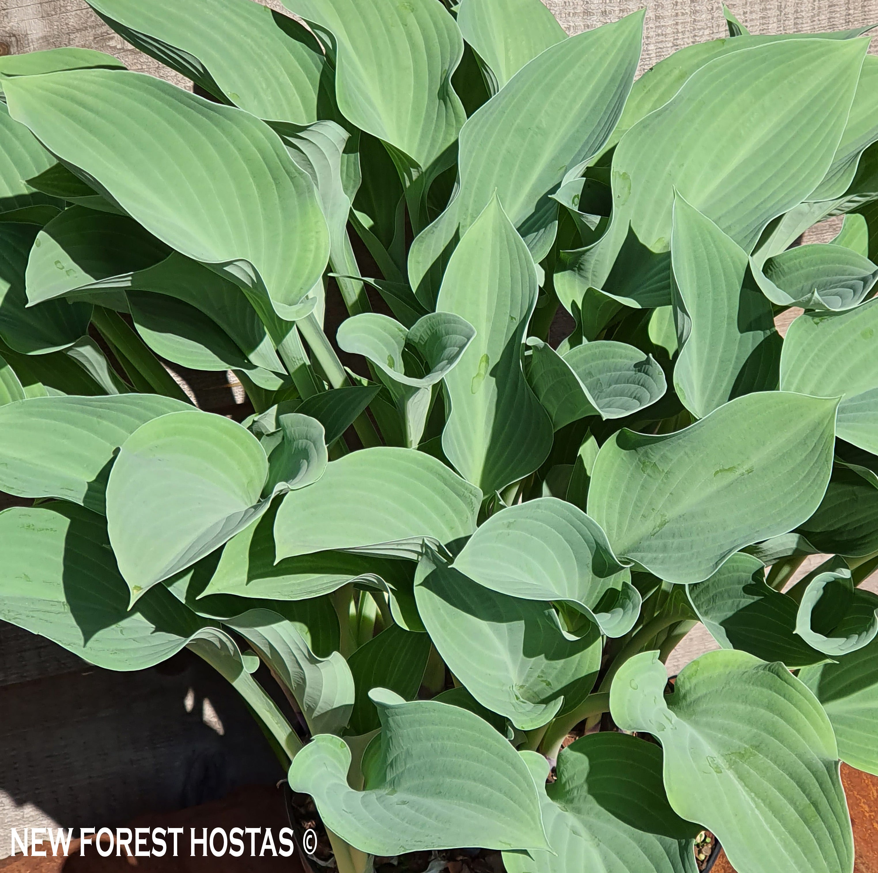 Hosta 'Krossa Regal' - New Forest Hostas & Hemerocallis