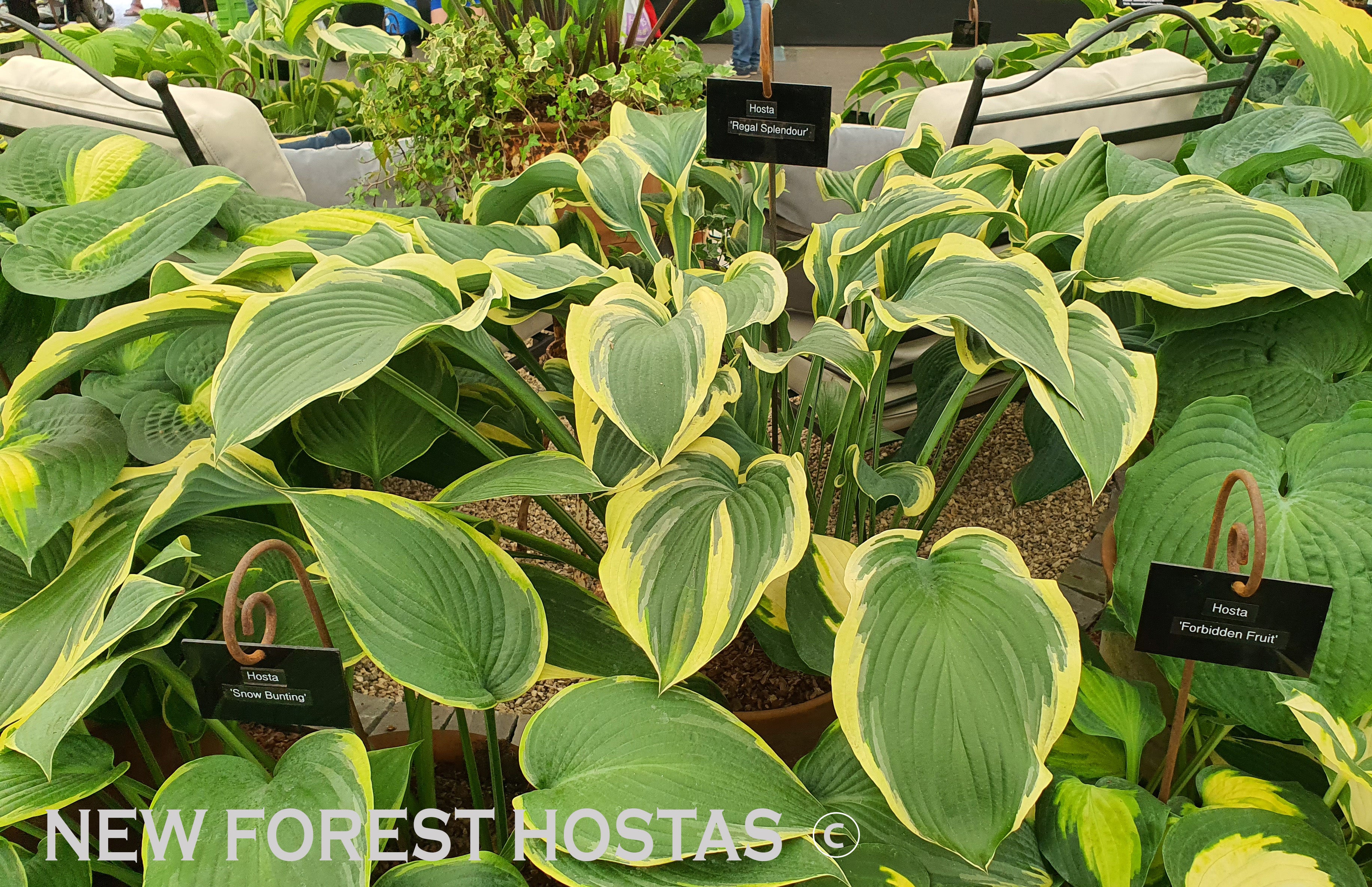 Hosta 'Regal Splendor' - New Forest Hostas & Hemerocallis