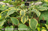 Hosta 'Regal Splendor' - New Forest Hostas & Hemerocallis