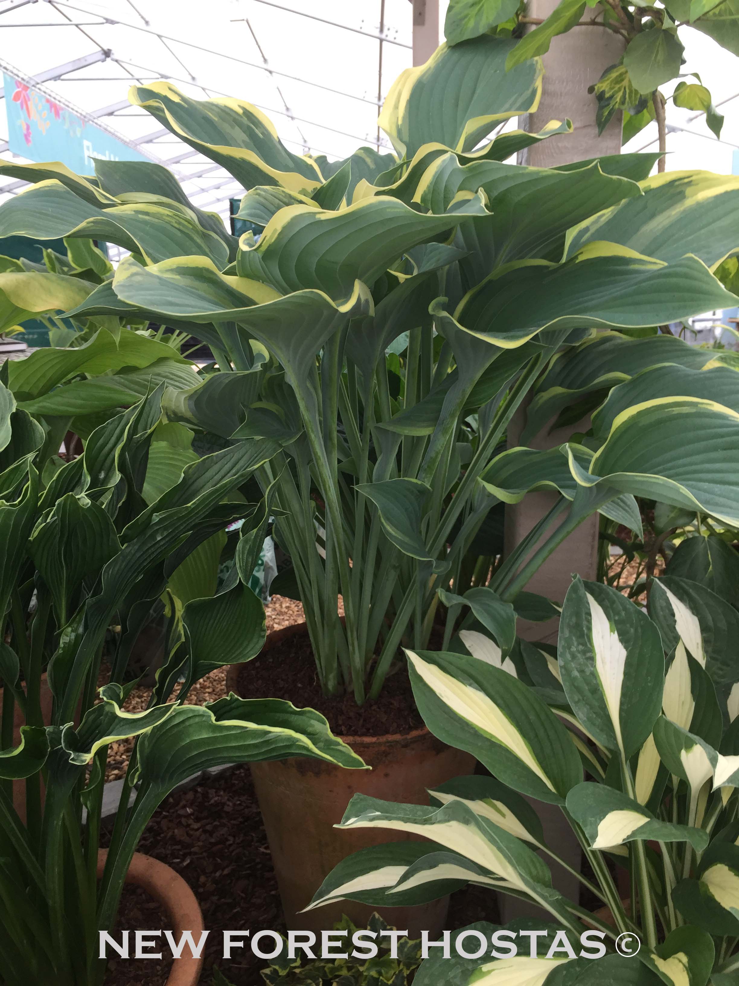 Hosta 'Regal Splendor' - New Forest Hostas & Hemerocallis