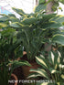 Hosta 'Regal Splendor' - New Forest Hostas & Hemerocallis