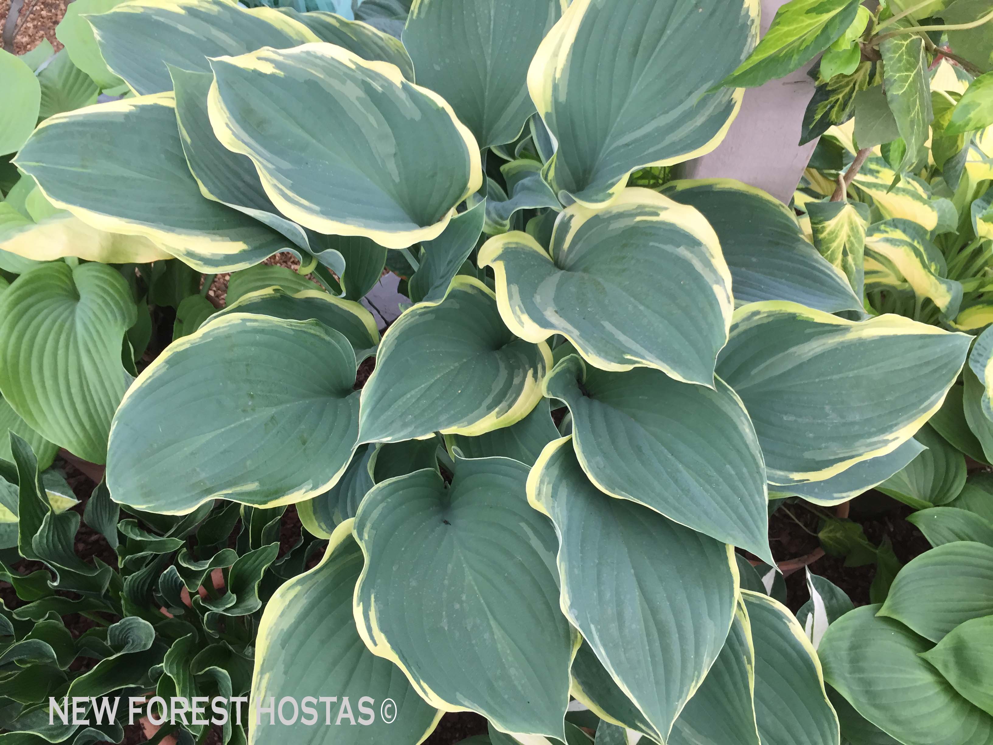 Hosta 'Regal Splendor' - New Forest Hostas & Hemerocallis