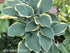 Hosta 'Regal Splendor' - New Forest Hostas & Hemerocallis