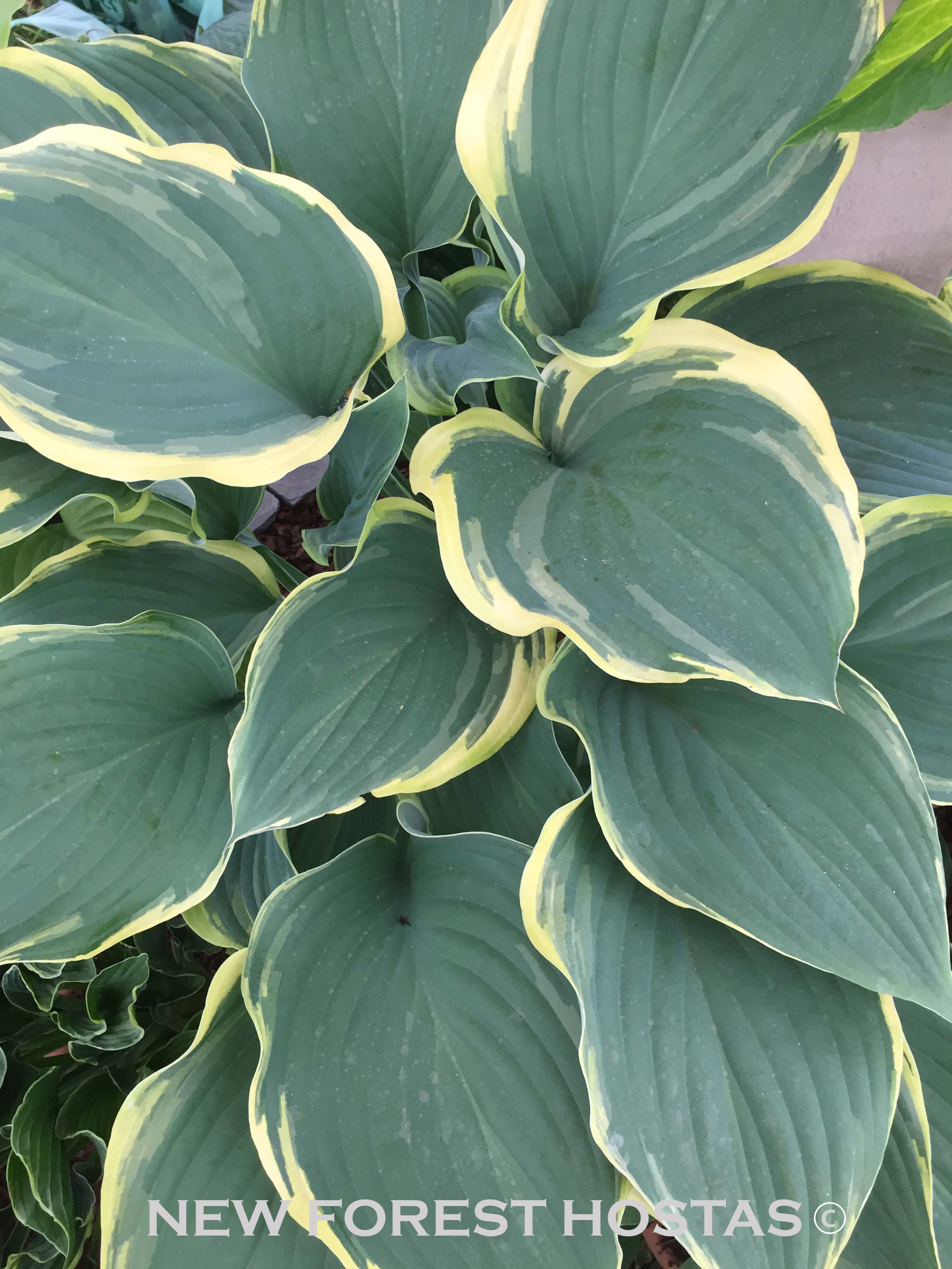 Hosta 'Regal Splendor' - New Forest Hostas & Hemerocallis