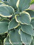Hosta 'Regal Splendor' - New Forest Hostas & Hemerocallis