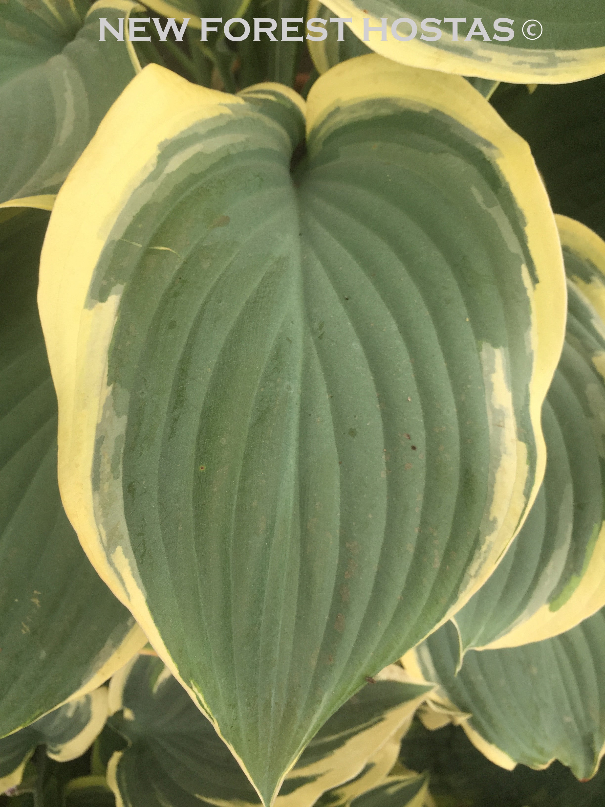 Hosta 'Regal Splendor' - New Forest Hostas & Hemerocallis