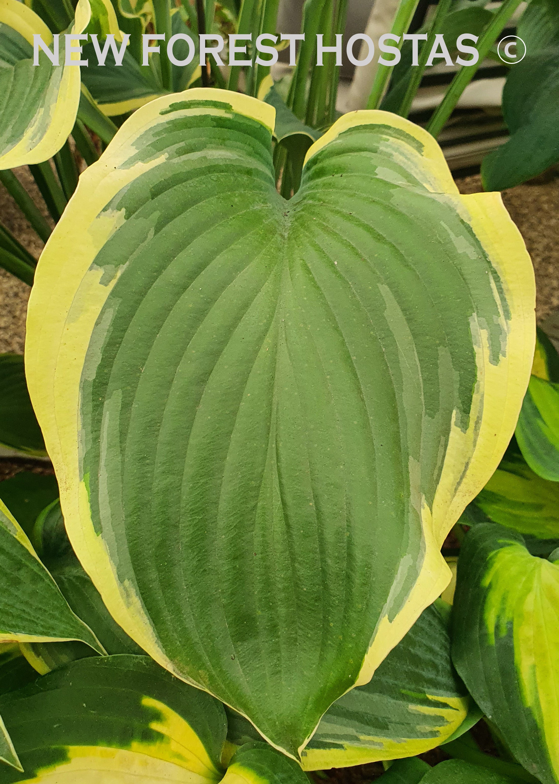 Hosta 'Regal Splendor' - New Forest Hostas & Hemerocallis