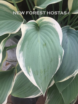 Hosta 'Regal Splendor' - New Forest Hostas & Hemerocallis