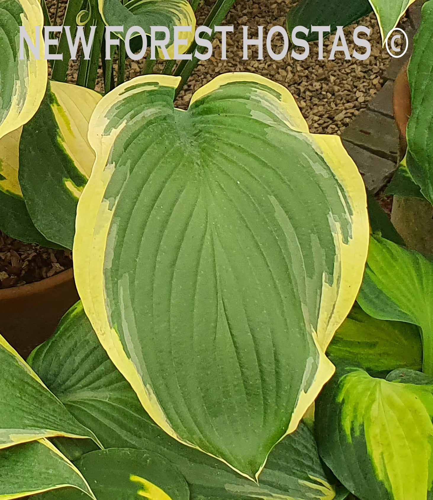 Hosta 'Regal Splendor' - New Forest Hostas & Hemerocallis