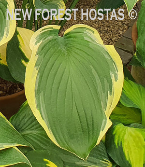 Hosta 'Regal Splendor' - New Forest Hostas & Hemerocallis
