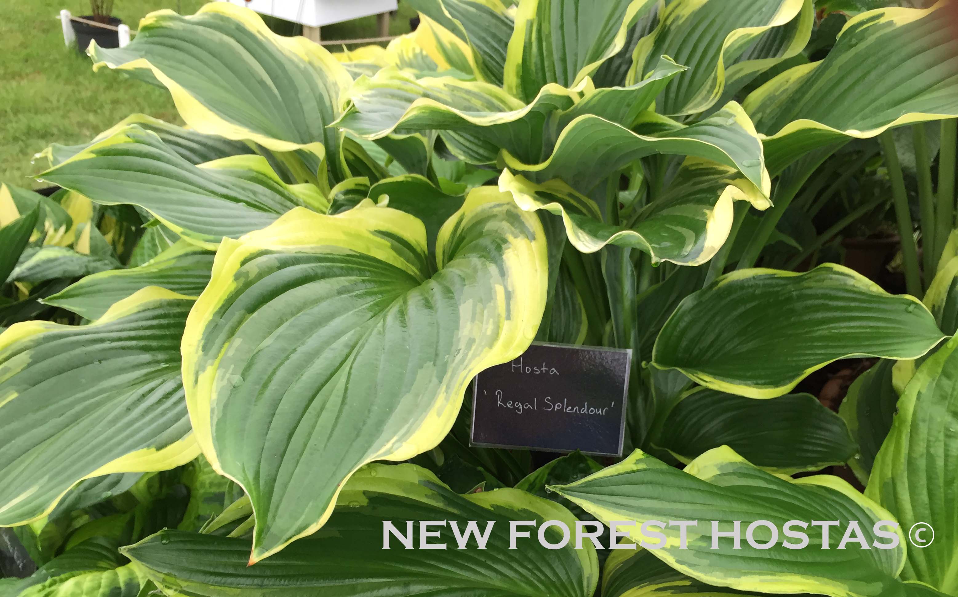 Hosta 'Regal Splendor' - New Forest Hostas & Hemerocallis