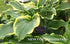 Hosta 'Regal Splendor' - New Forest Hostas & Hemerocallis