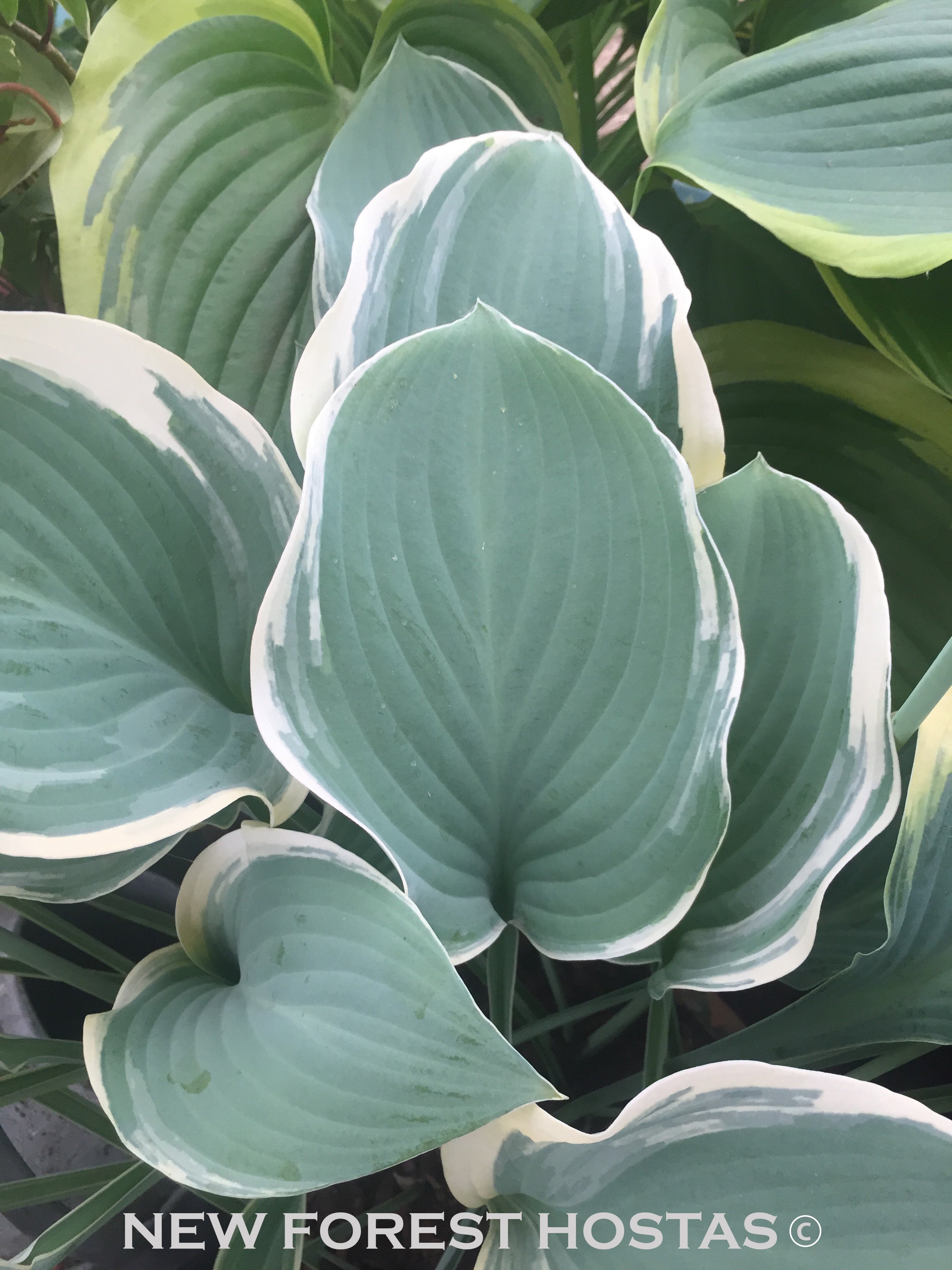 Hosta 'Regal Splendor' - New Forest Hostas & Hemerocallis