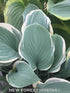 Hosta 'Regal Splendor' - New Forest Hostas & Hemerocallis
