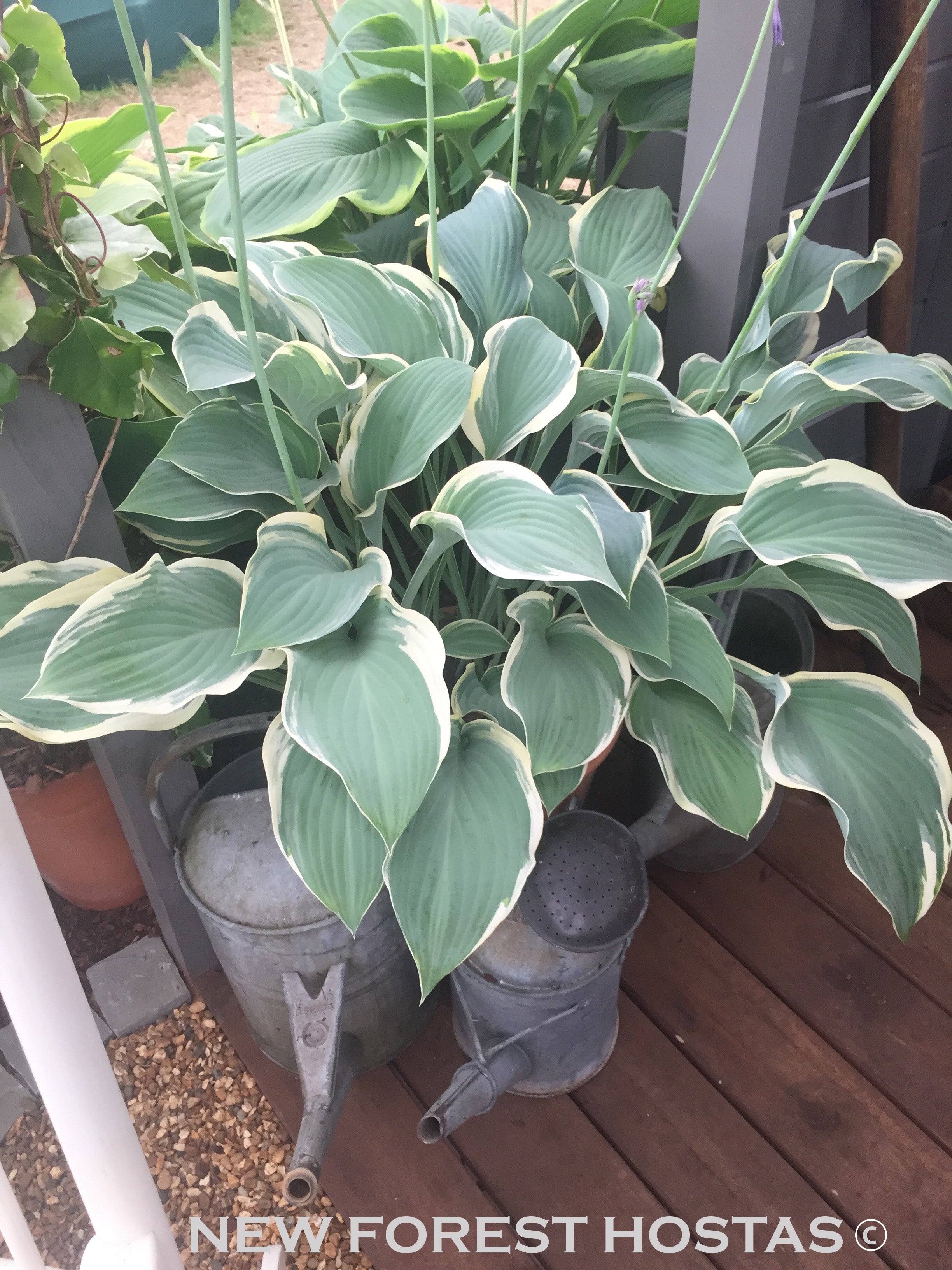 Hosta 'Regal Splendor' - New Forest Hostas & Hemerocallis