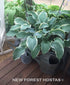Hosta 'Regal Splendor' - New Forest Hostas & Hemerocallis
