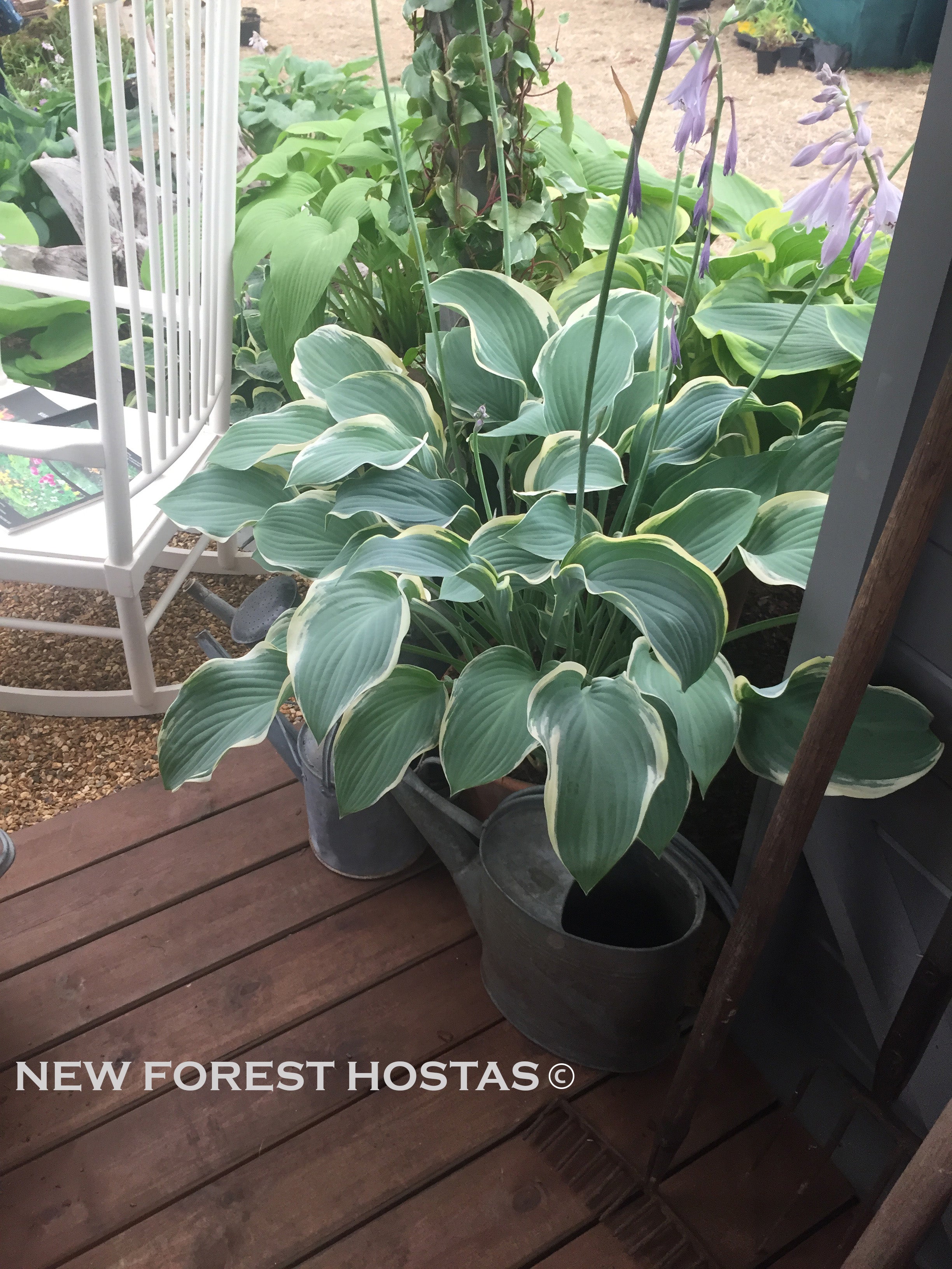 Hosta 'Regal Splendor' - New Forest Hostas & Hemerocallis