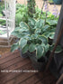 Hosta 'Regal Splendor' - New Forest Hostas & Hemerocallis