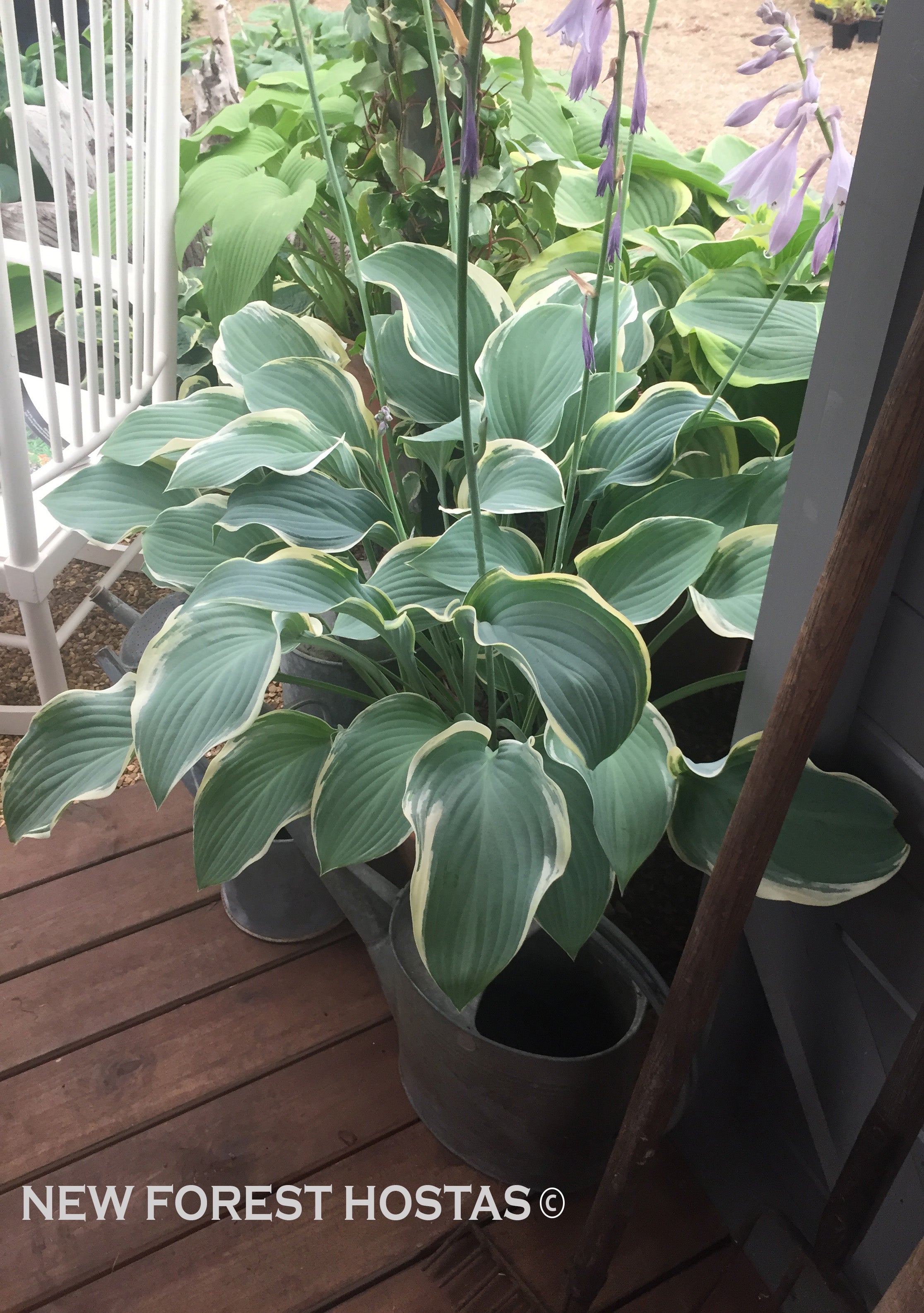 Hosta 'Regal Splendor' - New Forest Hostas & Hemerocallis