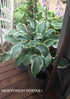 Hosta 'Regal Splendor' - New Forest Hostas & Hemerocallis