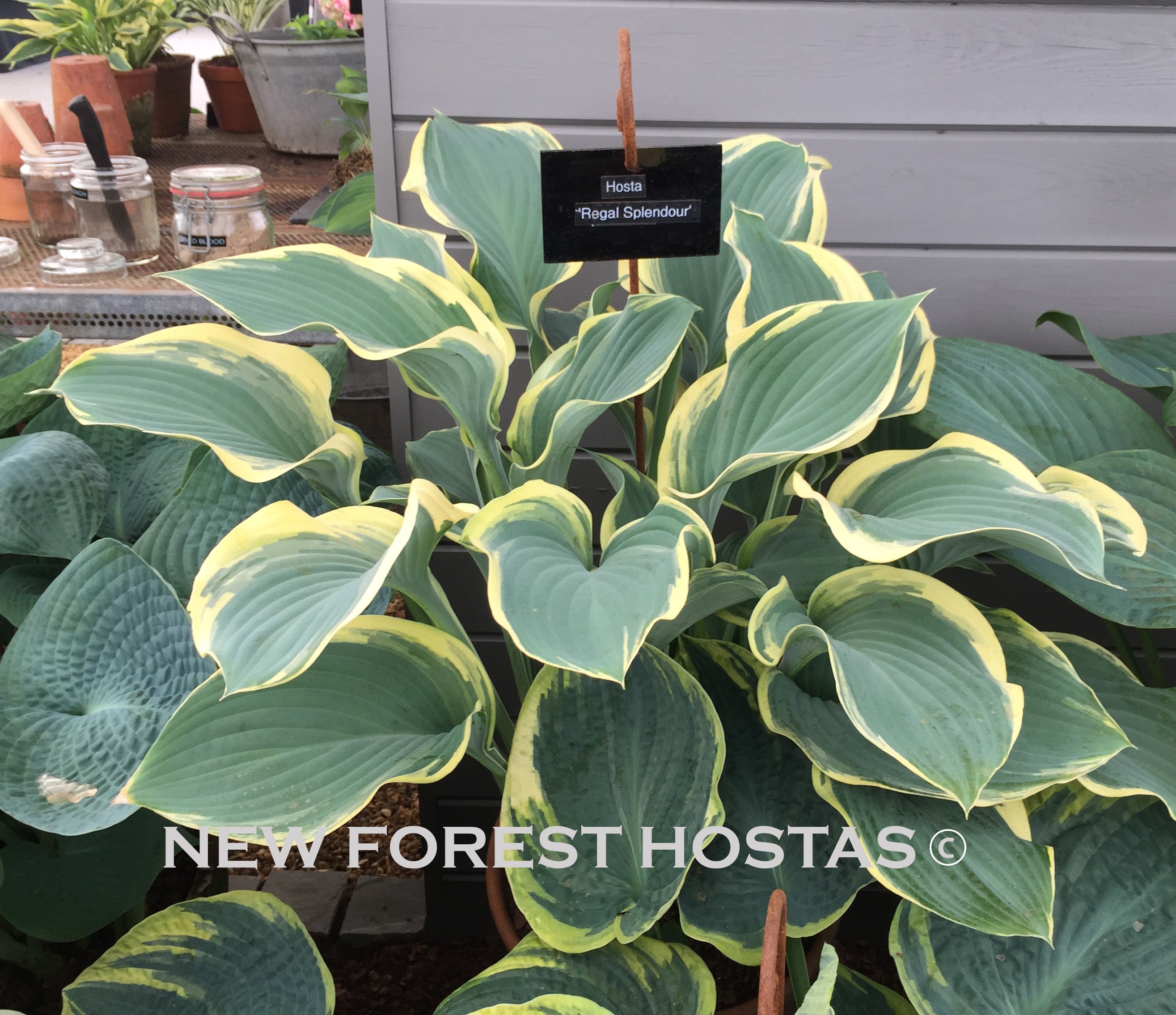 Hosta 'Regal Splendor' - New Forest Hostas & Hemerocallis