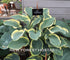 Hosta 'Regal Splendor' - New Forest Hostas & Hemerocallis