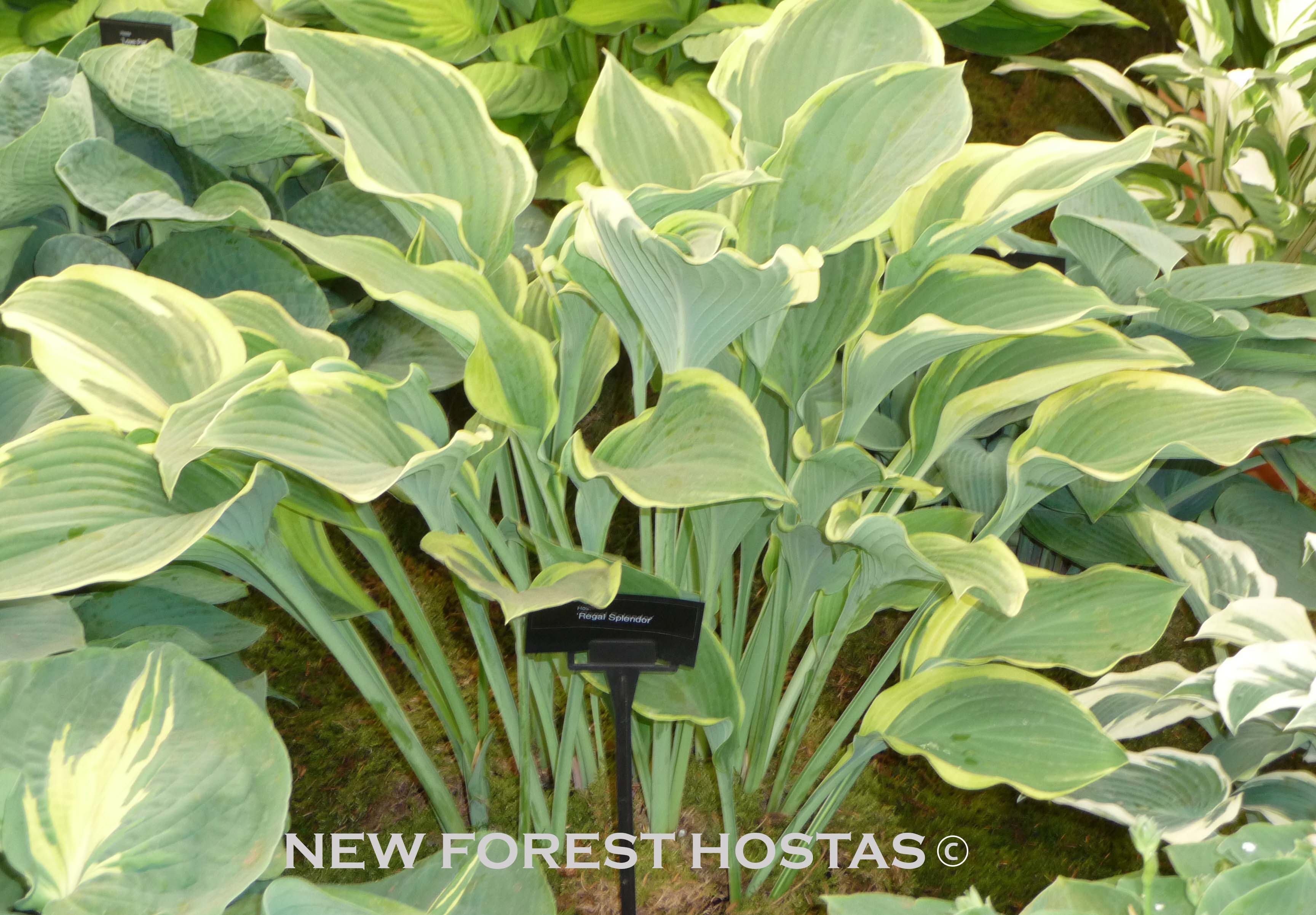 Hosta 'Regal Splendor' - New Forest Hostas & Hemerocallis