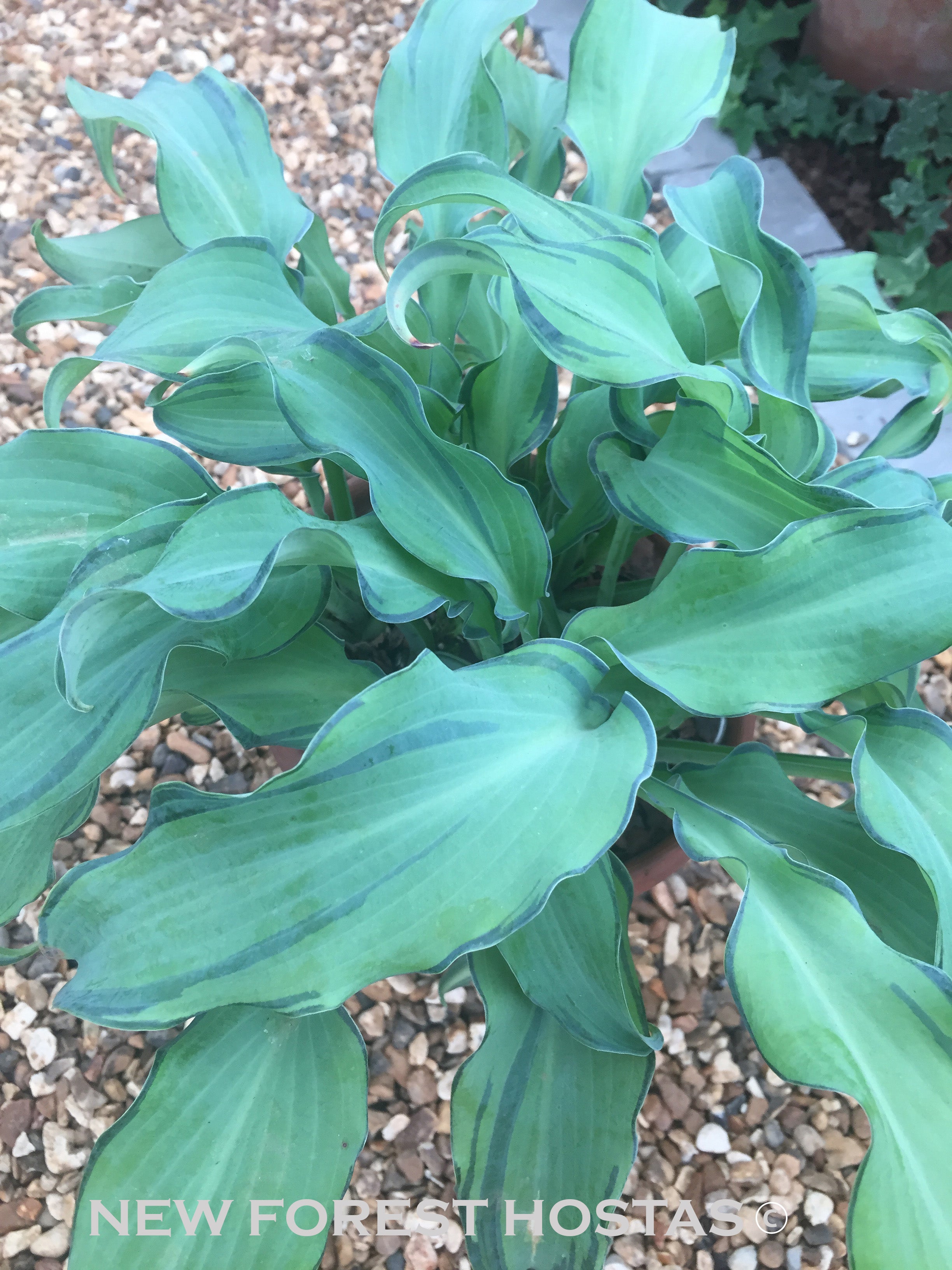 Hosta 'Ripple Effect' - New Forest Hostas & Hemerocallis