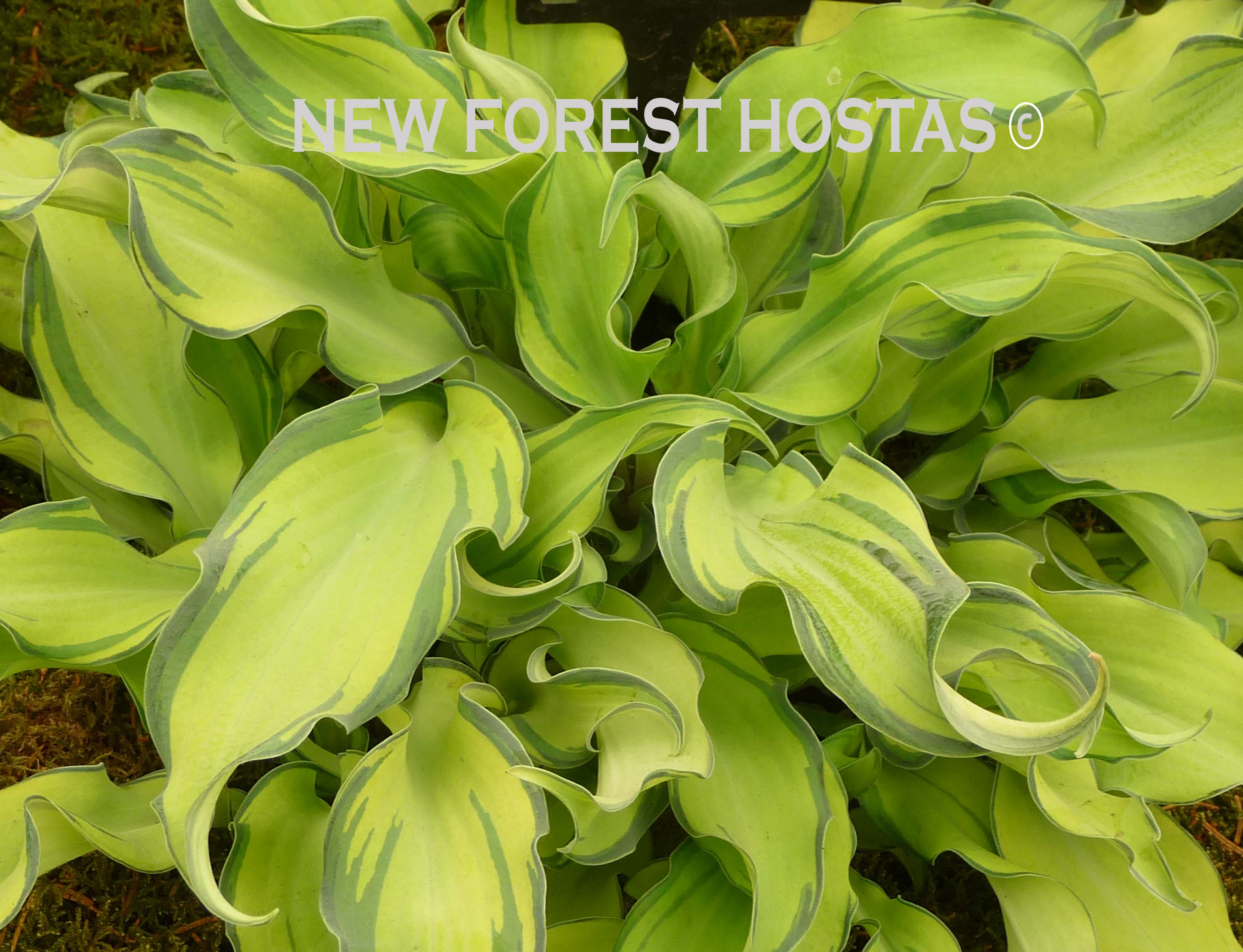 Hosta 'Ripple Effect' - New Forest Hostas & Hemerocallis