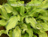 Hosta 'Ripple Effect' - New Forest Hostas & Hemerocallis