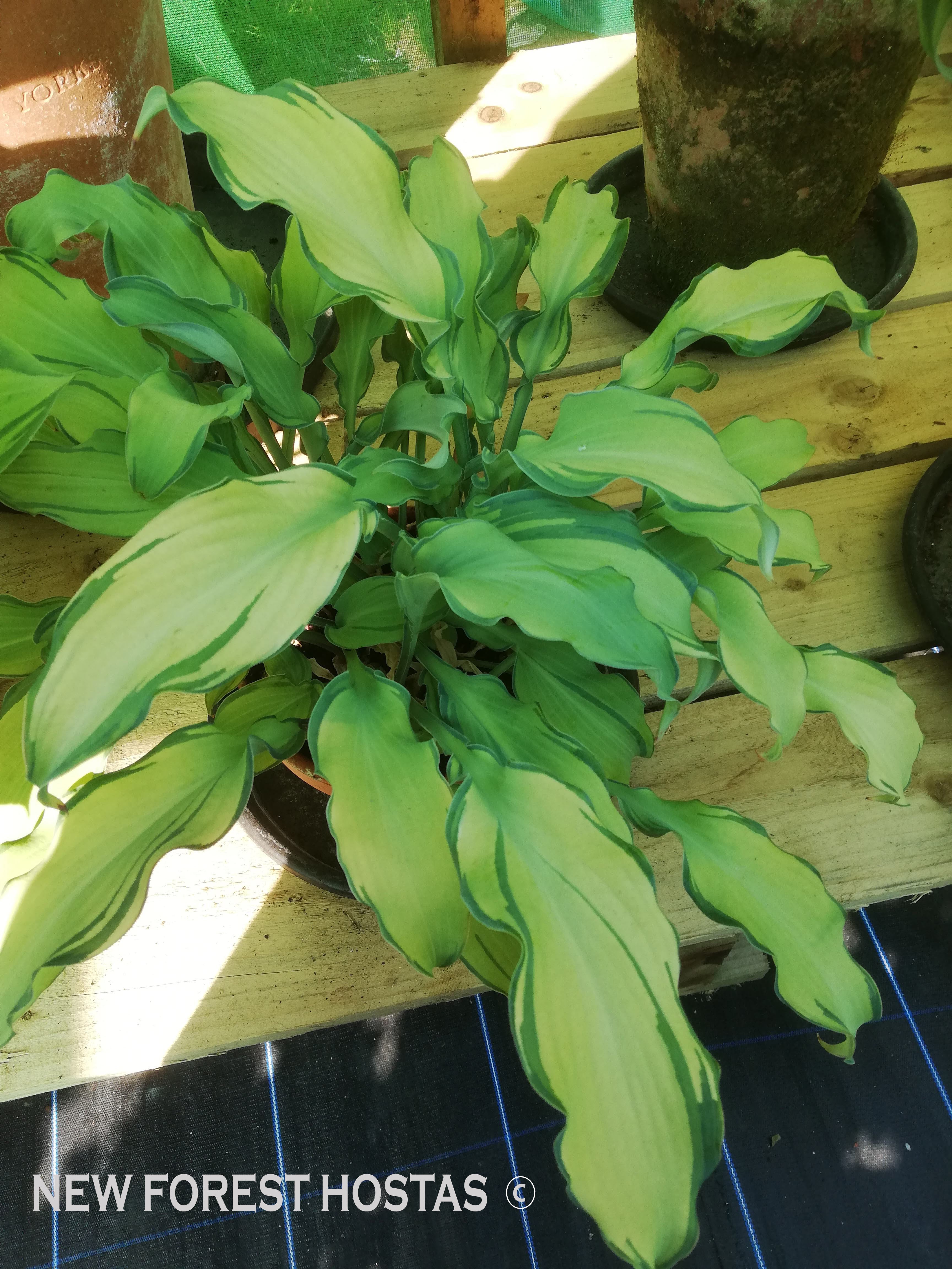 Hosta 'Ripple Effect' - New Forest Hostas & Hemerocallis