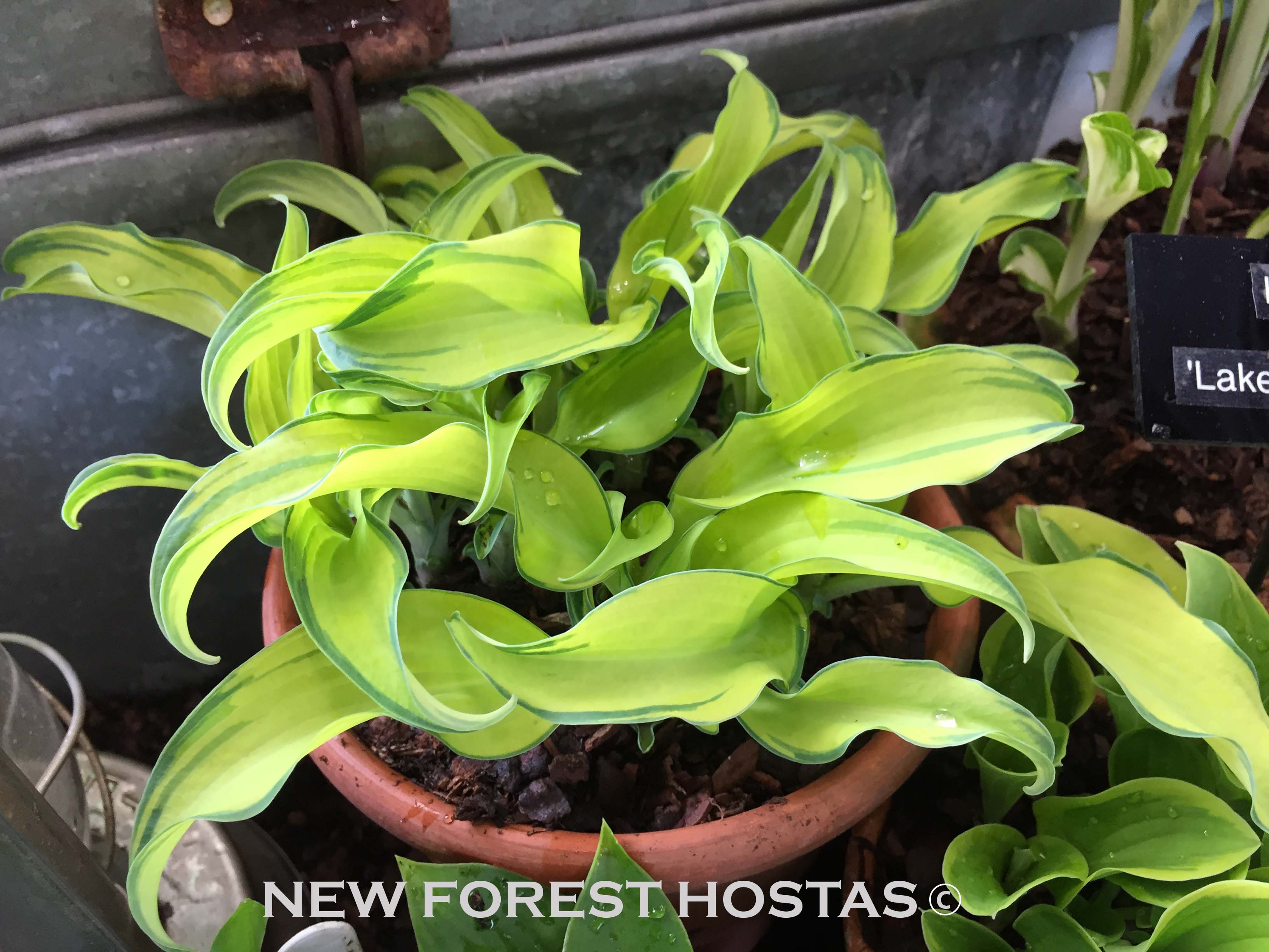 Hosta 'Ripple Effect' - New Forest Hostas & Hemerocallis
