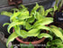 Hosta 'Ripple Effect' - New Forest Hostas & Hemerocallis