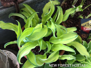 Hosta 'Ripple Effect' - New Forest Hostas & Hemerocallis