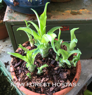 Hosta 'Ripple Effect' - New Forest Hostas & Hemerocallis
