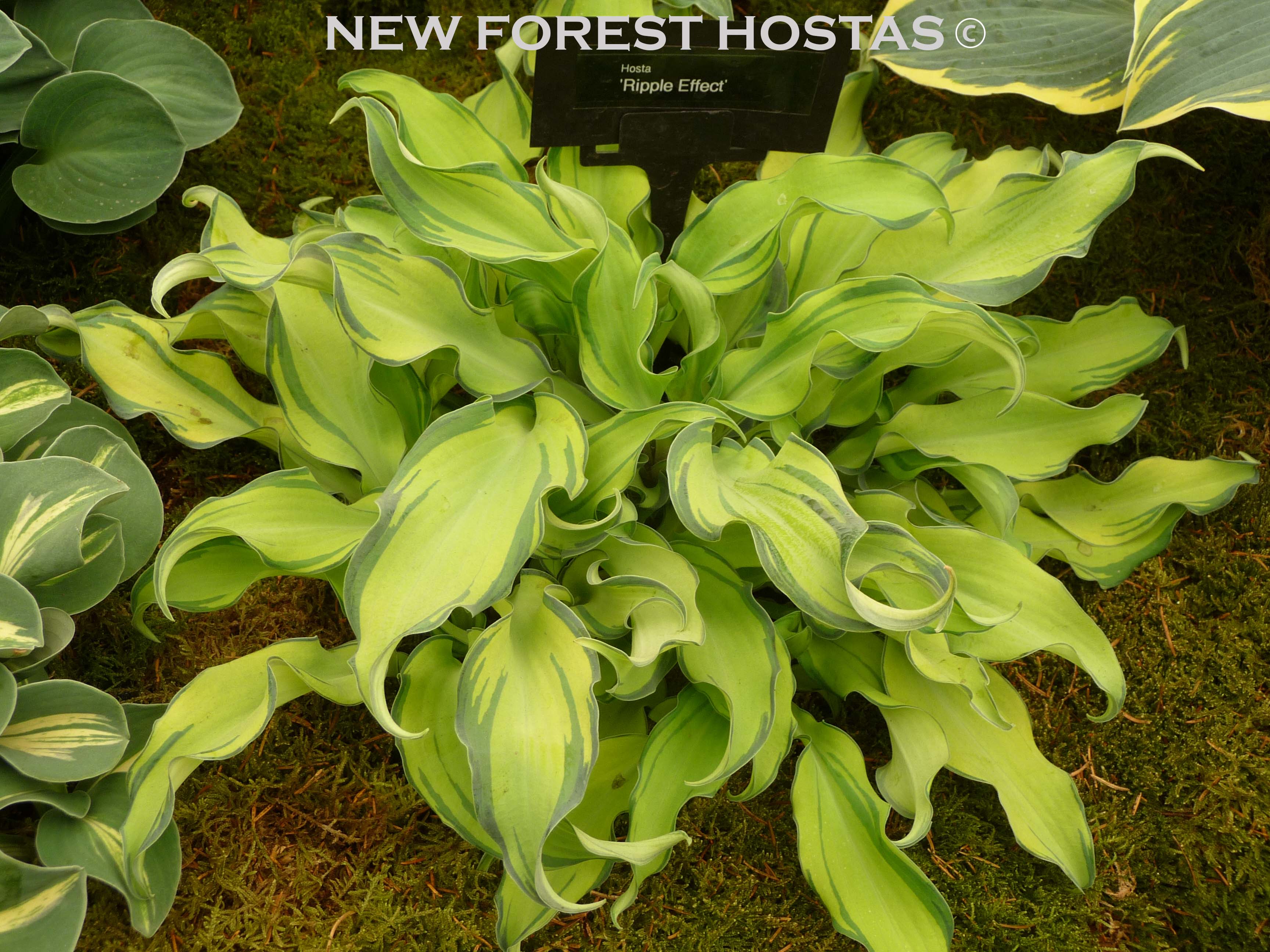 Hosta 'Ripple Effect' - New Forest Hostas & Hemerocallis