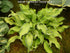 Hosta 'Ripple Effect' - New Forest Hostas & Hemerocallis