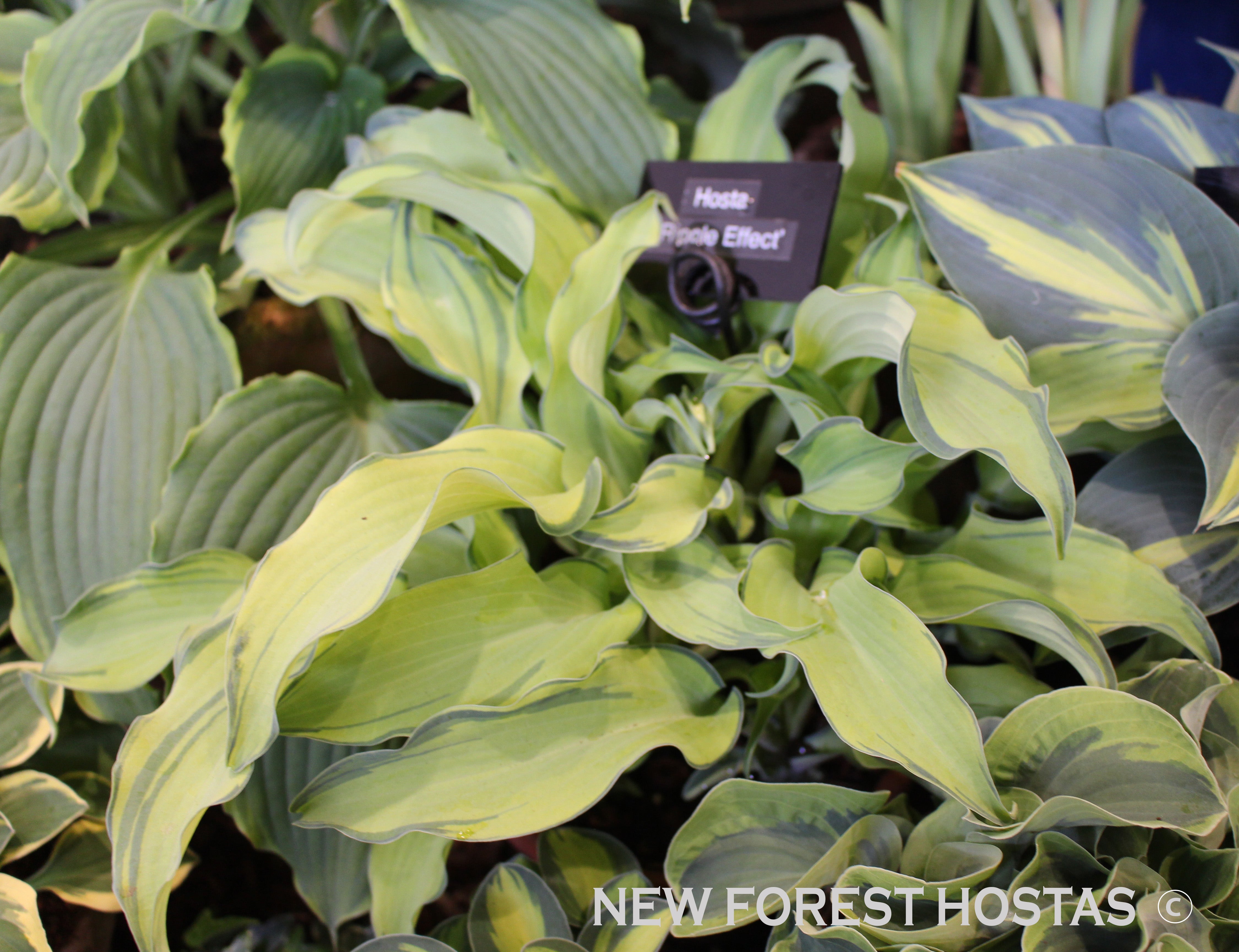 Hosta 'Ripple Effect' - New Forest Hostas & Hemerocallis