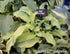 Hosta 'Ripple Effect' - New Forest Hostas & Hemerocallis