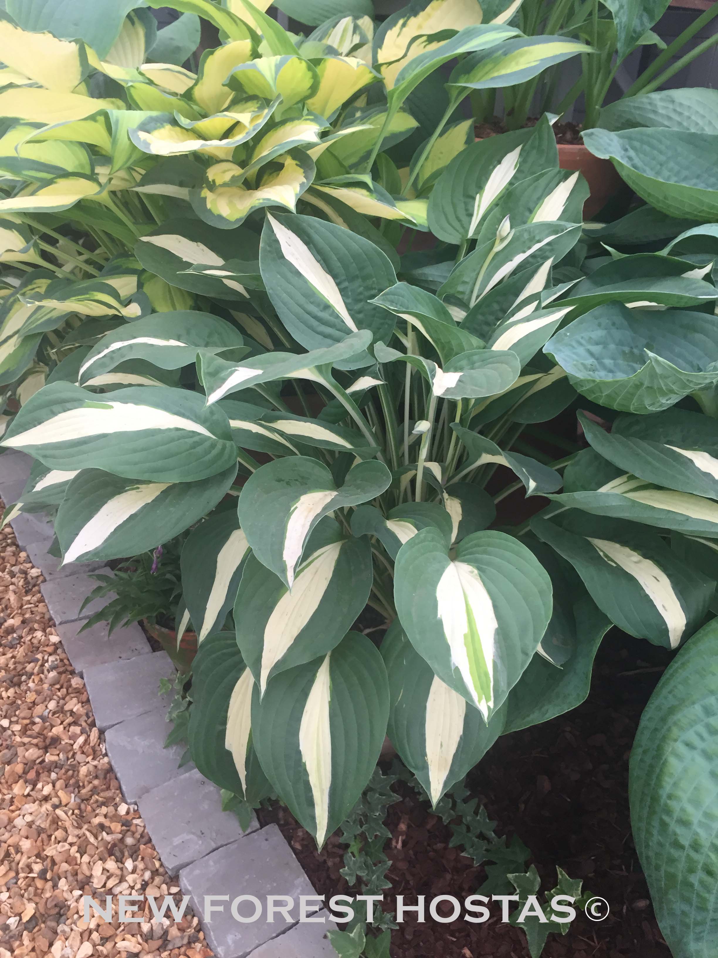 Hosta 'Risky Business' - New Forest Hostas & Hemerocallis