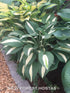 Hosta 'Risky Business' - New Forest Hostas & Hemerocallis