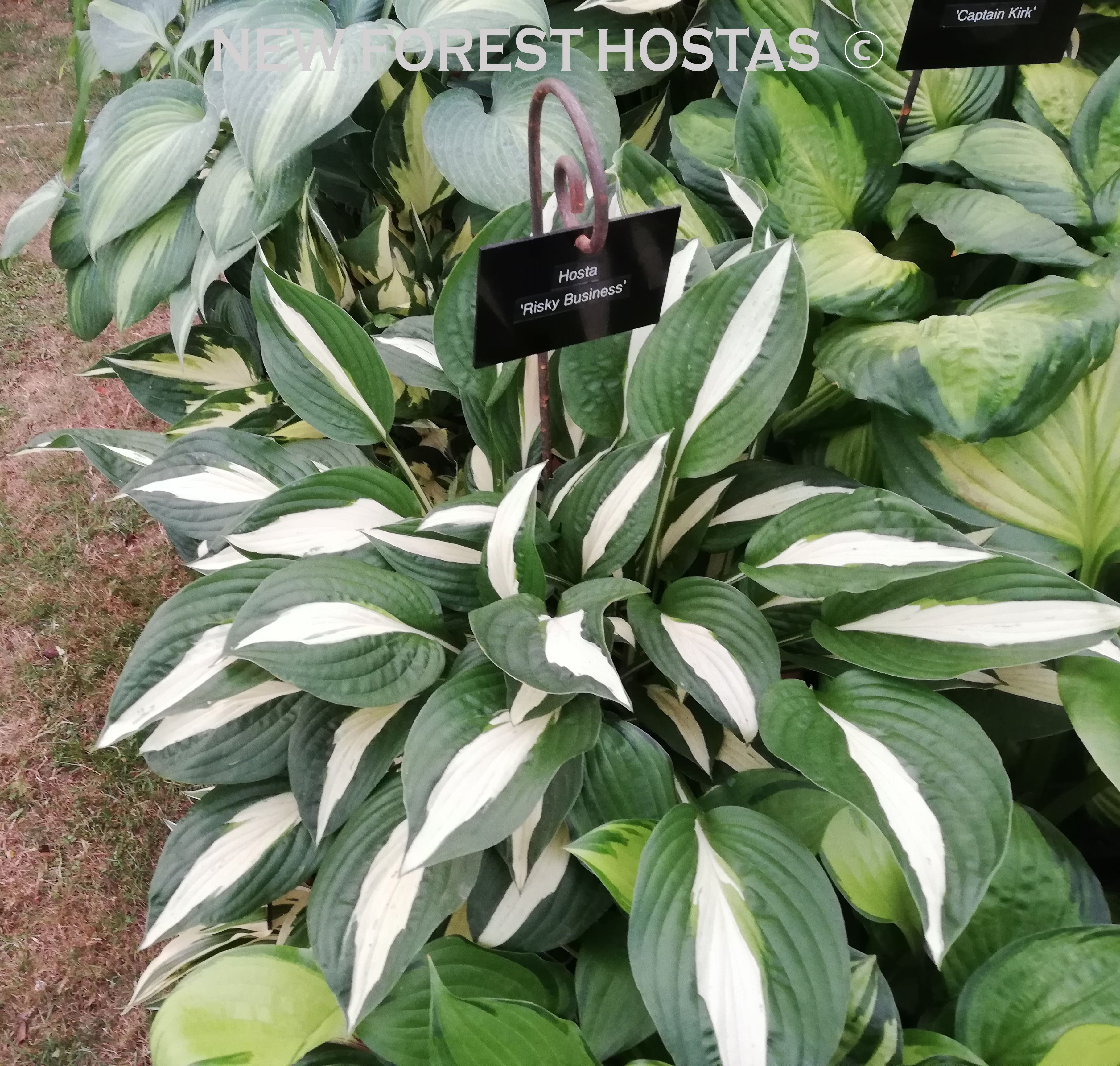 Hosta 'Risky Business' - New Forest Hostas & Hemerocallis