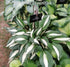 Hosta 'Risky Business' - New Forest Hostas & Hemerocallis