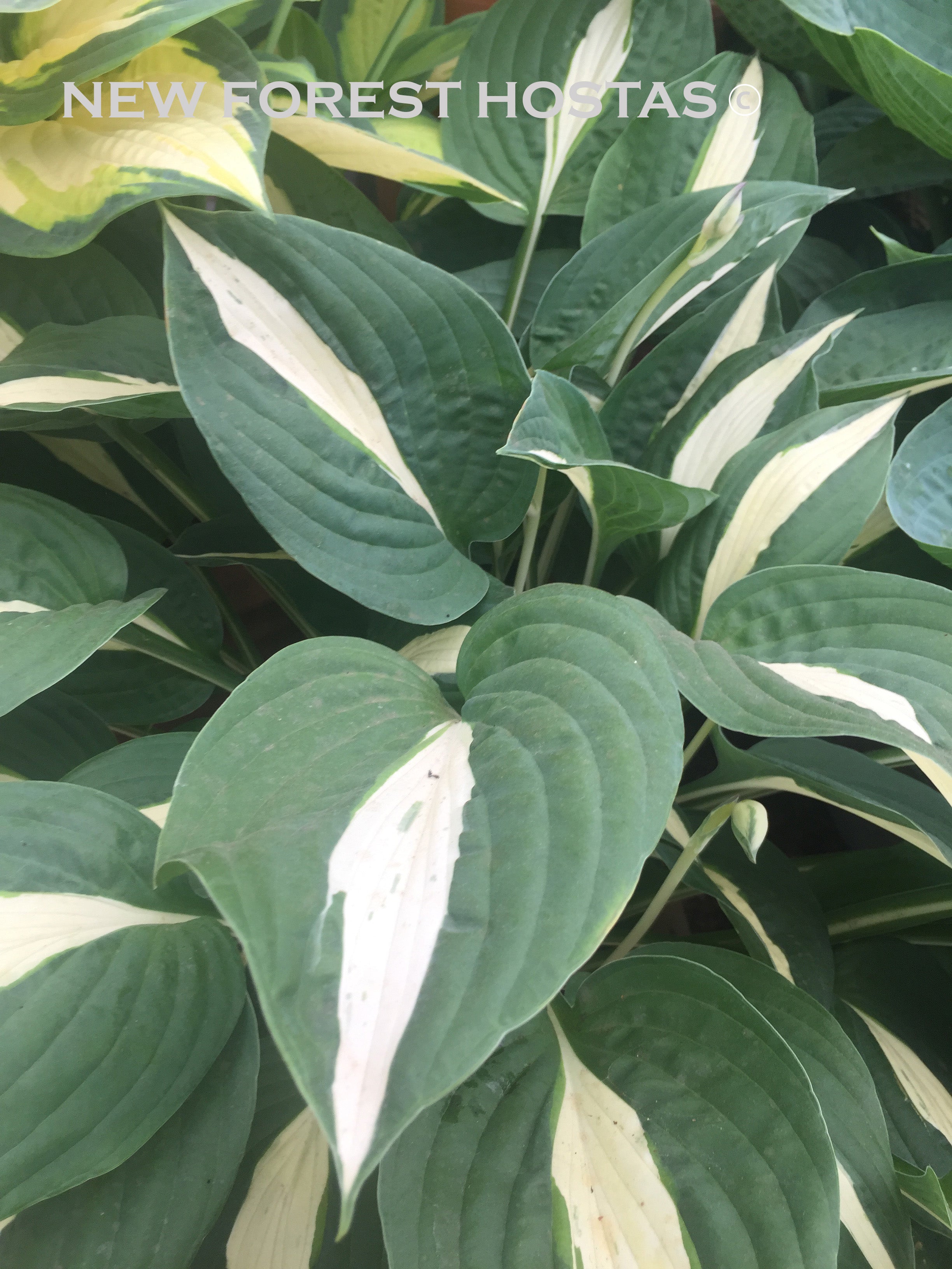 Hosta 'Risky Business' - New Forest Hostas & Hemerocallis