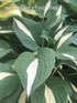 Hosta 'Risky Business' - New Forest Hostas & Hemerocallis