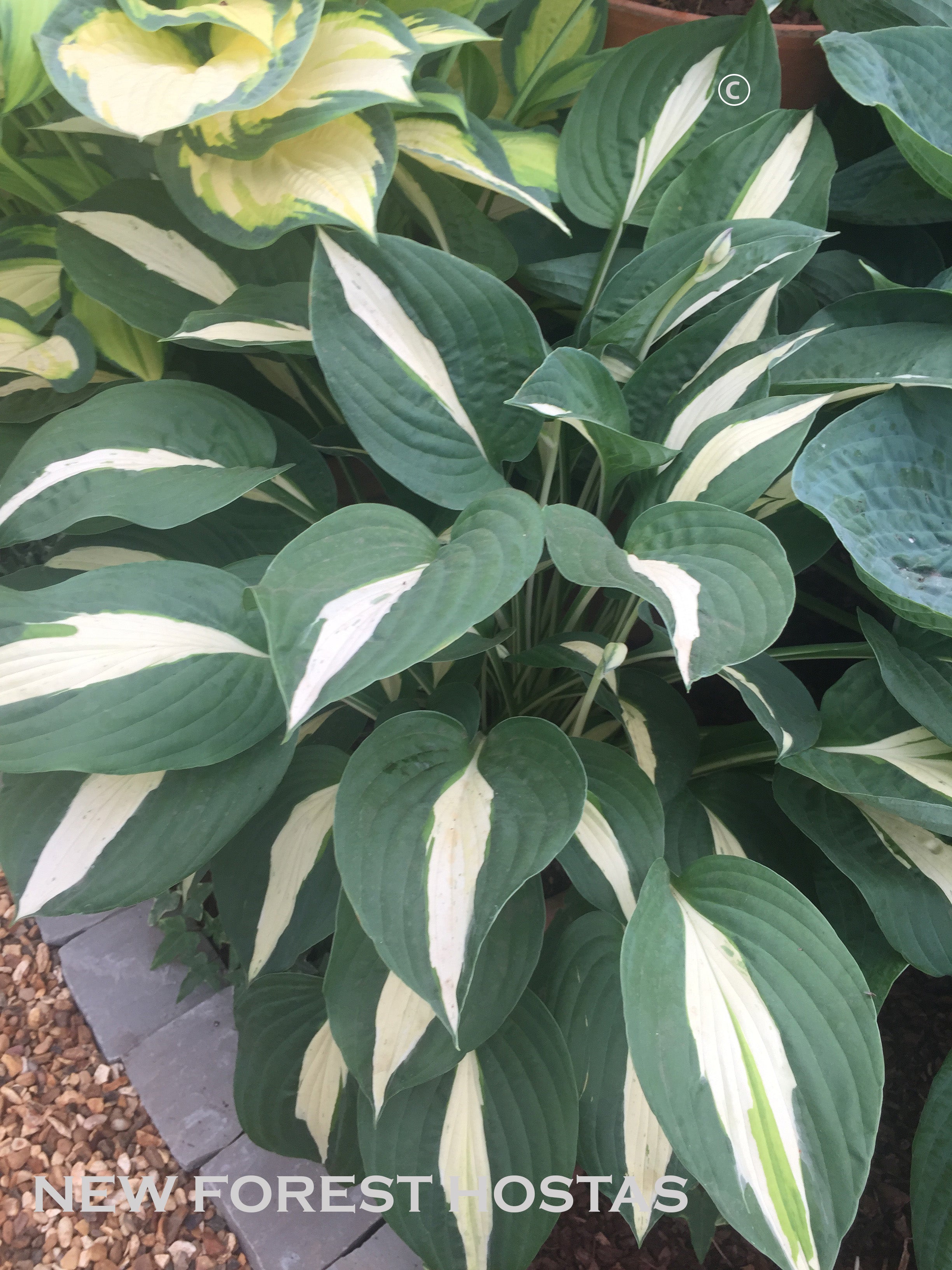 Hosta 'Risky Business' - New Forest Hostas & Hemerocallis